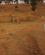 120 Eland Antilope Chimwenya Game Park Malawi Anne Vibeke Rejser DSC04247