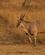 121 Eland Er Verdens Stoerste Antilope Chimwenya Game Park Malawi Anne Vibeke Rejser DSC04245