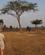 122 Zebraer Chimwenya Game Park Malawi Anne Vibeke Rejser DSC04229