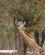 126 Giraf Chimwenya Game Park Malawi Anne Vibeke Rejser DSC04251