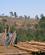 430 Faeldet Omraade Zomba Malawi Anne Vibeke Rejser IMG 9333