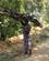 432 Der Baeres Trae Ned Fra Zomba Plateauet Zomba Malawi Anne Vibeke Rejser IMG 9323