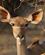 520 Kudu (Hun) Liwonde N.P. Malawi Anne Vibeke Rejser DSC04330