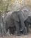522 Elefanter Liwonde N.P. Malawi Anne Vibeke Rejser DSC04341