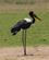 636 Saddelnaeb Stork Liwonde N.P. Malawi Anne Vibeke Rejser DSC04581