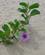 647 I Blomst Mozambique Anne Vibeke Rejser IMG 6890