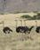1120 De Foerste Strudse I Namib Naukluft Park Namibia Anne Vibeke Rejser DSC01200