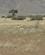 1121 Springbukke Namib Naukluft Park Namibia Anne Vibeke Rejser DSC01203