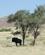 1122 Enlig Gnu Namib Naukluft Park Namibia Anne Vibeke Rejser DSC01206