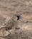 1136 Social Vaeverfugl Sesreim Campsite Namib Naukluft Park Namibia Anne Vibeke Rejser DSC01311
