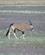 1203 Gemsbuk Oryx Sossusvlei Namibia Anne Vibeke Rejser DSC01241