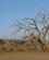 1214 Doede Traeer Staar Som Skulpturer Sossusvlei Namibia Anne Vibeke Rejser IMG 6159