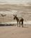 1226 En Sjakal Kommer Forbi Sossusvlei Namibia Anne Vibeke Rejser DSC01305