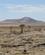 1312 Mod Nationaltraeet Kokerboom Namibia Anne Vibeke Rejser IMG 6218
