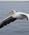 1400 Pelikan Foelger Baaden Walvis Bay Namibia Anne Vibeke Rejser DSC01382