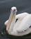 1404 Pelikanen Tigger Fisk Walvis Bay Namibia Anne Vibeke Rejser DSC01368