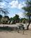 1612 Teltlejr I Okaukuejo Camp Etosha N.P. Namibia Anne Vibeke Rejser IMG 6345