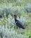 1622 Abdim's Stork Etosha N.P. Namibia Anne Vibeke Rejser DSC01543