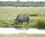 1700 Sort Naesehorn Etosha N.P. Namibia Anne Vibeke Rejser DSC01658
