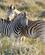 1720 Zebraer Etosha N.P. Namibia Anne Vibeke Rejser DSC01616
