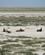 1722 Koantiloper Etosha N.P. Namibia Anne Vibeke Rejser DSC01693