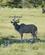 1812 Kudu Etosha N.P. Namibia Anne Vibeke Rejser DSC01827