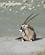 1830 Gemsbuk Oryx Etosha N.P. Namibia Anne Vibeke Rejser DSC01919