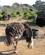 230 Strudsefarmen Safari Oudtshoorn Sydafrika Anne Vibeke Rejser IMG 0970