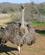 232 Hun Struds Safari Oudtshoorn Sydafrika Anne Vibeke Rejser IMG 0969