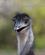 246 Strudsefarmen Har Ogsaa Emuer Safari Oudtshoorn Sydafrika Anne Vibeke Rejser DSC06365