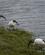 440 Hellig Ibis Thesen Island Knysna Sydafrika Anne Vibeke Rejser DSC06565