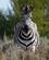620 Zebra Ved Hytten Kwena Lodge Gondwana Game Reserve Sydafrika Anne Vibeke Rejser DSC06601