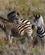 621 Zebraer Er Sky Og Flytter Sig Kwena Lodge Gondwana Game Reserve Sydafrika Anne Vibeke Rejser DSC06596