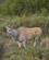 632 Eland Er Verdens Stoerste Antilope Gondwana Game Reserve Sydafrika Anne Vibeke Rejser DSC06619