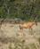 637 Koantiloper Gondwana Game Reserve Sydafrika Anne Vibeke Rejser DSC06843
