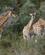 640 Giraffer Gondwana Game Reserve Sydafrika Anne Vibeke Rejser DSC06657