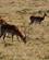 654 Impala Med Sit Harem Gondwana Game Reserve Sydafrika Anne Vibeke Rejser DSC06713