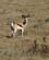656 Springbuk Gondwana Game Reserve Sydafrika Anne Vibeke Rejser DSC06749