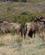 672 Gnuer Gondwana Game Reserve Sydafrika Anne Vibeke Rejser DSC06772