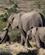 682 Elefanterne Gaar Ind I Bushen Gondwana Game Reserve Sydafrika Anne Vibeke Rejser DSC06788