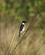 691 Sorthoved Bynkefugl Gondwana Game Reserve Sydafrika Anne Vibeke Rejser Ldsc06810