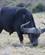 694 Afrikansk Boeffel Gondwana Game Reserve Sydafrika Anne Vibeke Rejser DSC06927