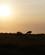 695 Gnu I Aftenlys Gondwana Game Reserve Sydafrika Anne Vibeke Rejser DSC06918