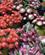 905 Blomstermarkedet I Cape Town Sydafrika Anne Vibeke Rejser IMG 1489