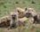 400 Hyaeneunger Kruger N.P. Sydafrika Anne Vibeke Rejser PICT0143