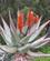 700 Aloe The Garden Route Sydafrika Anne Vibeke Rejser IMG 1257