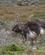 1030 Strudse Paa Kaphalvoeen Kap Det Gode Haab Sydafrika Anne Vibeke Rejser DSC07017