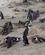 1040 Pingvinkolonien Ved Boulders Beach Kaphalvoeen Kap Det Gode Haab Sydafrika Anne Vibeke Rejser DSC07057