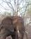 222 Elefant Ved Det Elektriske Hegn Balule River Lodge Phalaborwa Sydafrika Anne Vibeke Rejser IMG 1567