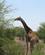 610 Den Altid Elegante Giraf Kruger N.P. Sydafrika Anne Vibeke Rejser 6